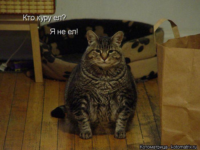 Котоматрица: Кто куру ел? Я не ел!