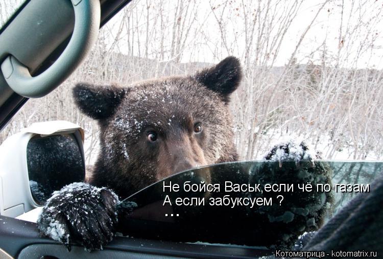 Котоматрица: Не бойся Васьк,если чё по газам ... А если забуксуем ?