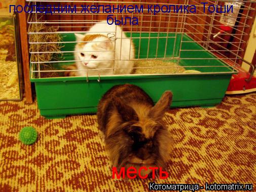 последним желанием кролика Тоши была месть... Котоматрица: последним желанием кролика Тоши была месть