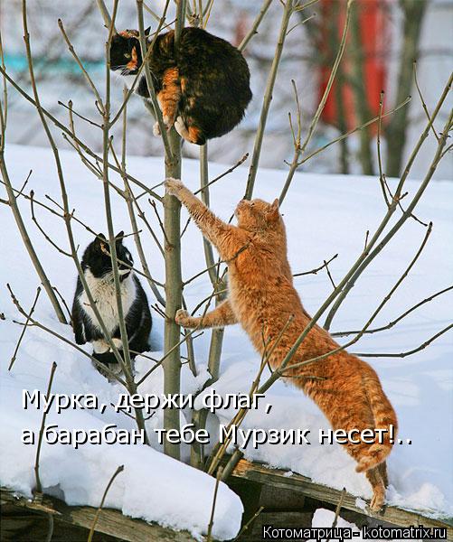 Котоматрица: Мурка, держи флаг, а барабан тебе Мурзик несет!..