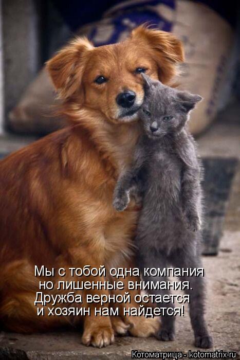 Котоматрица: Мы с тобой одна компания но лишенные внимания. Дружба верной остается и хозяин нам найдется!