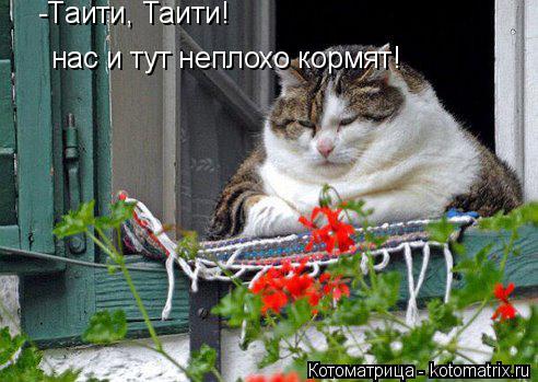 Котоматрица: -Таити, Таити!  нас и тут неплохо кормят!