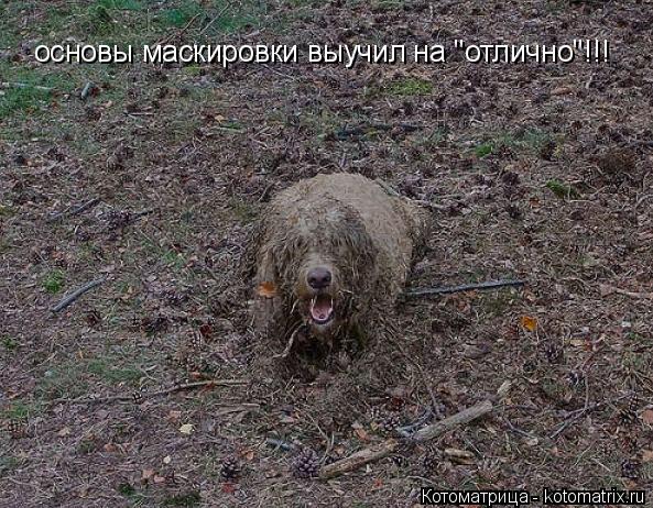 Котоматрица: основы маскировки выучил на "отлично"!!!