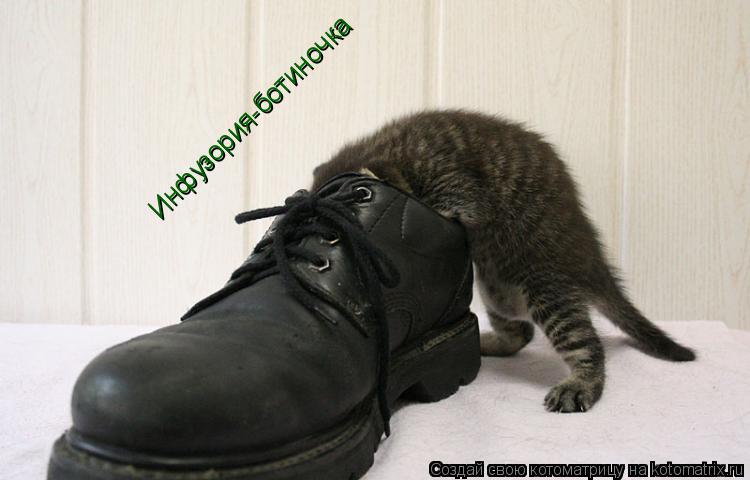 Котоматрица: Инфузория-ботиночка