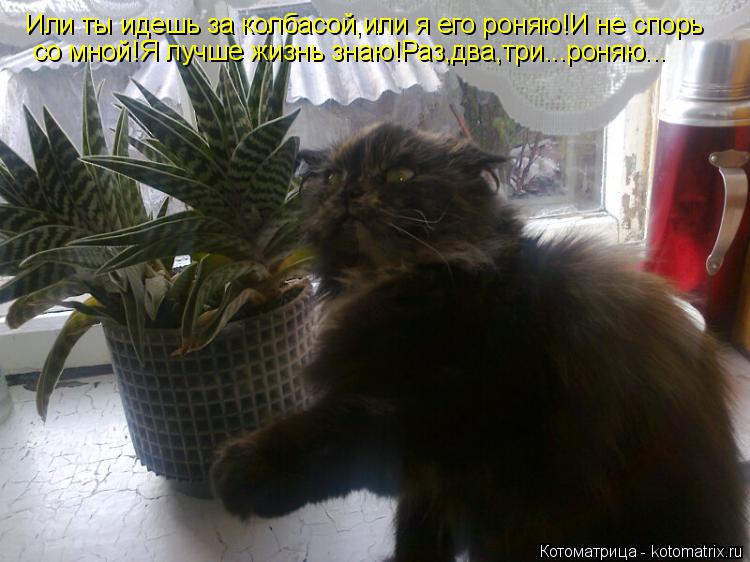 Котоматрица: Или ты идешь за колбасой,или я его роняю!И не спорь со мной!Я лучше жизнь знаю!Раз,два,три...роняю...