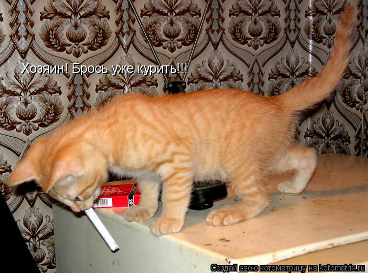 Котоматрица: Хозяин! Брось уже курить!!!