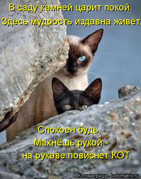 В саду камней царит покой. Здесь мудрость издавна живёт. Спокоен будь. Махнёшь рукой - на рукаве пови... Котоматрица: В саду камней царит покой. Здесь мудрость издавна живёт. Спокоен будь. Махнёшь рукой - на рукаве повиснет КОТ.
