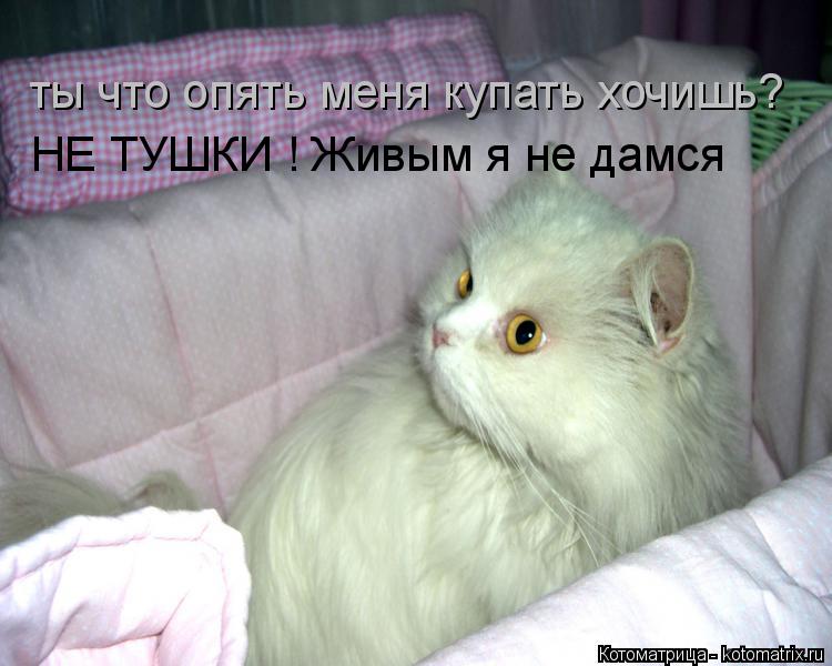 Котоматрица: ты что опять меня купать хочишь? НЕ ТУШКИ ! Живым я не дамся