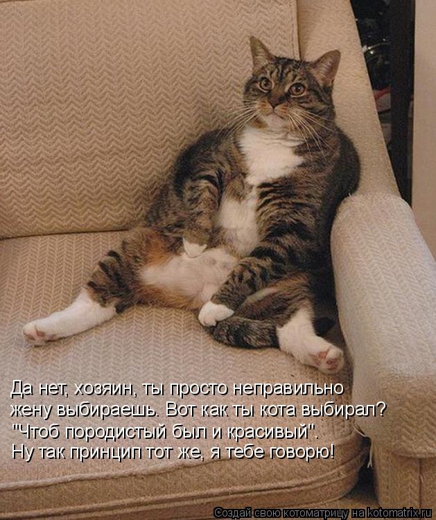 Котоматрица: жену выбираешь. Вот как ты кота выбирал? "Чтоб породистый был и красивый".  Ну так принцип тот же, я тебе говорю! Да нет, хозяин, ты просто непра