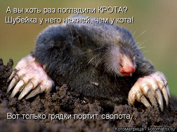 Котоматрица: А вы хоть раз погладили КРОТА? Шубейка у него нежней, чем у кота! Вот только грядки портит, сволота...