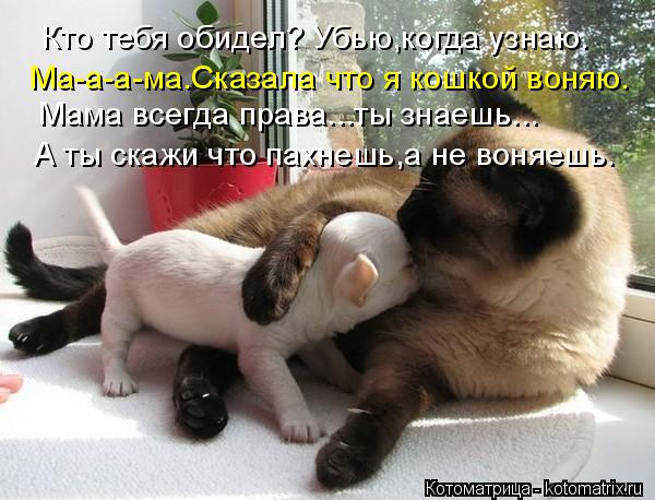 Котоматрица: Кто тебя обидел? Убью,когда узнаю. Ма-а-а-ма.Сказала что я кошкой воняю. Мама всегда права...ты знаешь... А ты скажи что пахнешь,а не воняешь.