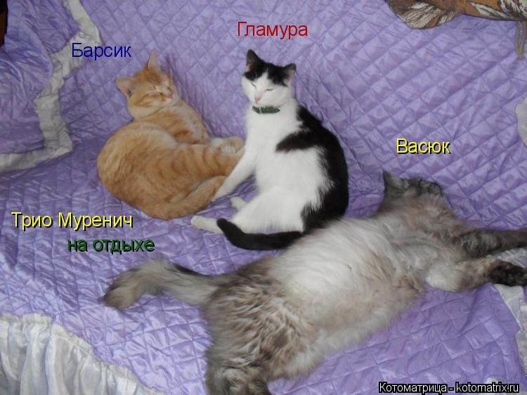 Котоматрица: Гламура Барсик Васюк Трио Муренич на отдыхе