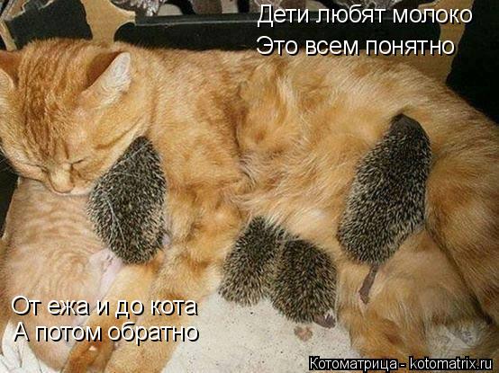Котоматрица: Дети любят молоко Это всем понятно От ежа и до кота А потом обратно