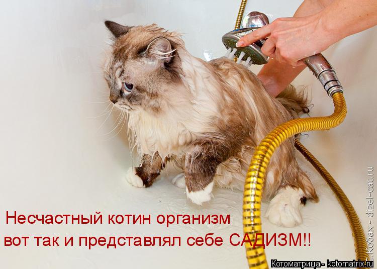 Котоматрица: Несчастный котин организм вот так и представлял себе САДИЗМ!!
