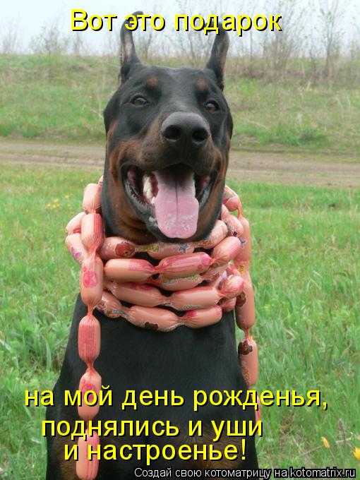 Котоматрица: Вот это подарок  на мой день рожденья, поднялись и уши и настроенье!
