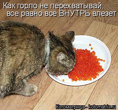 Котоматрица: Как горло не перехватывай, все равно все ВНУТРЬ влезет