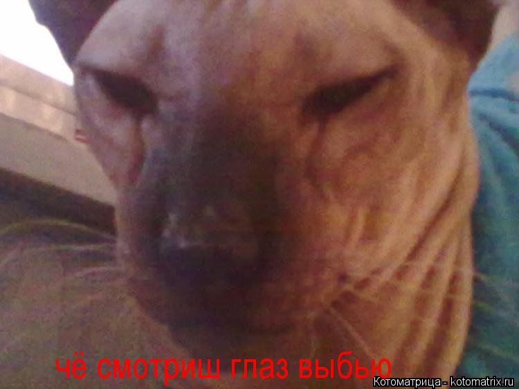 чё смотриш глаз выбью... Котоматрица: чё смотриш глаз выбью