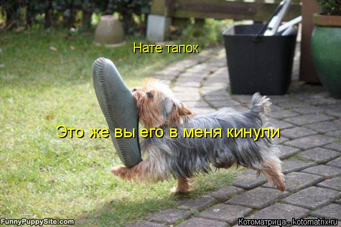Котоматрица: Нате тапок Это же вы его в меня кинули