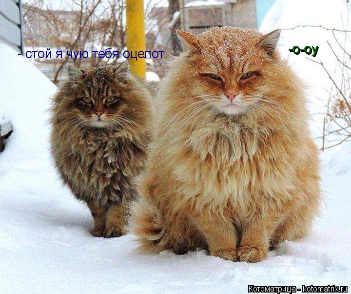 Котоматрица: - стой я чую тебя оцелот -о-оу -о-оу -о-оу