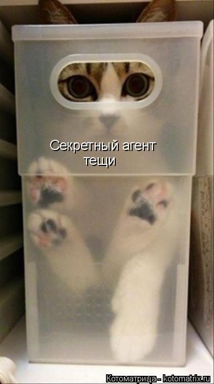 Котоматрица: Секретный агент тещи