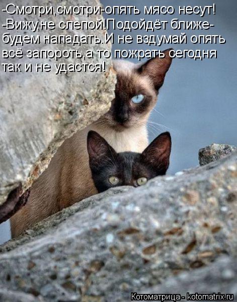 Котоматрица: -Смотри,смотри-опять мясо несут! -Вижу,не слепой!Подойдёт ближе- будем нападать.И не вздумай опять всё запороть,а то пожрать сегодня так и не 