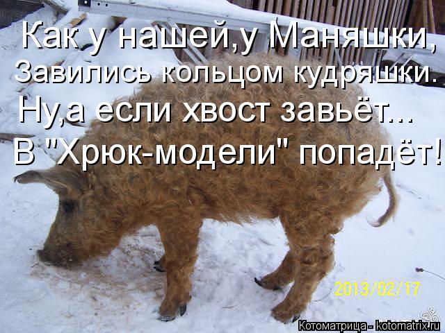 Котоматрица: Как у нашей,у Маняшки, Завились кольцом кудряшки. Ну,а если хвост завьёт... В "Хрюк-модели" попадёт!