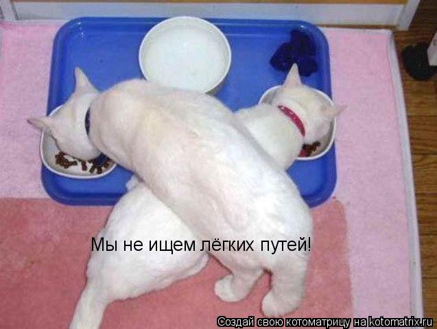 Котоматрица: Мы не ищем лёгких путей!