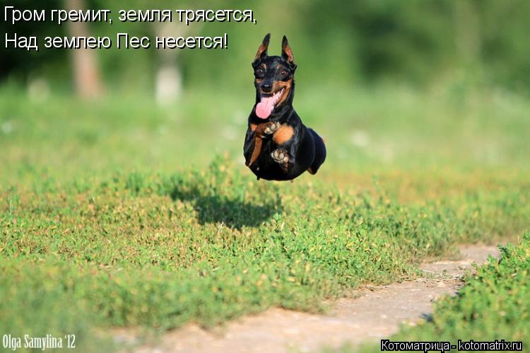 Котоматрица: Гром гремит, земля трясется,  Над землею Пес несется!