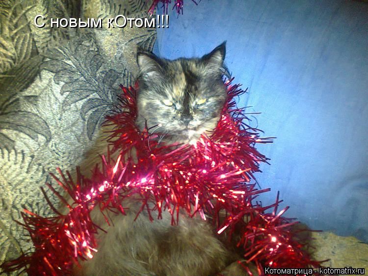Котоматрица: С новым кОтом!!!