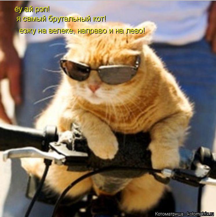 Котоматрица: ёу ай рэп! я самый брутальный кот! езжу на велеке, направо и на лево!