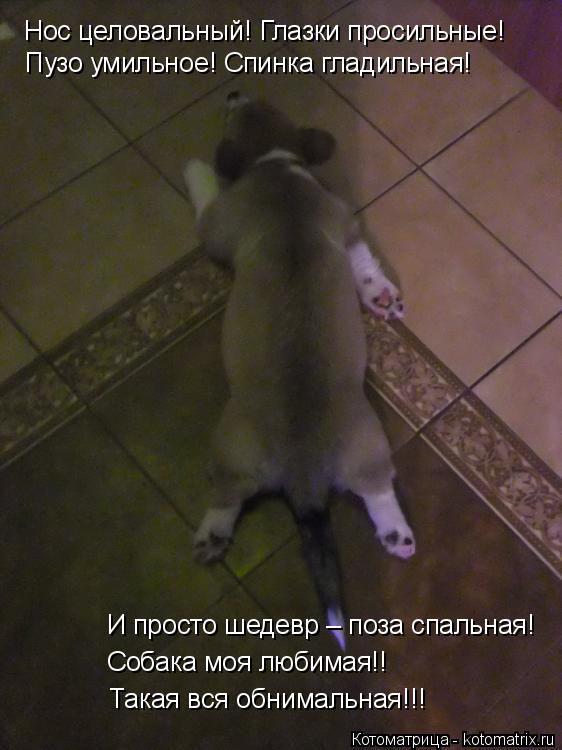 Котоматрица: Нос целовальный! Глазки просильные! Пузо умильное! Спинка гладильная! И просто шедевр – поза спальная! Собака моя любимая!! Такая вся обнима