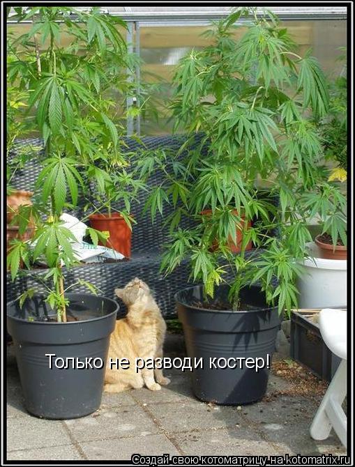 Котоматрица: Только не разводи костер!