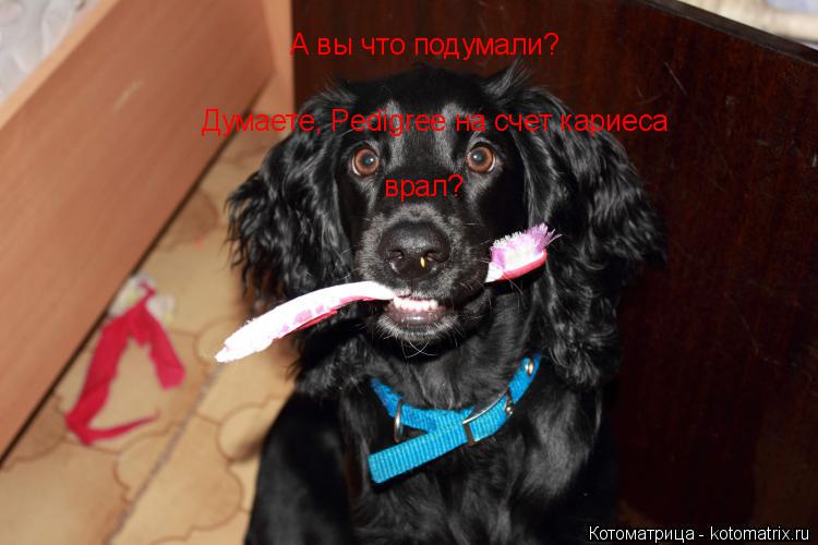 Котоматрица: А вы что подумали? Думаете, Pedigree на счет кариеса врал?
