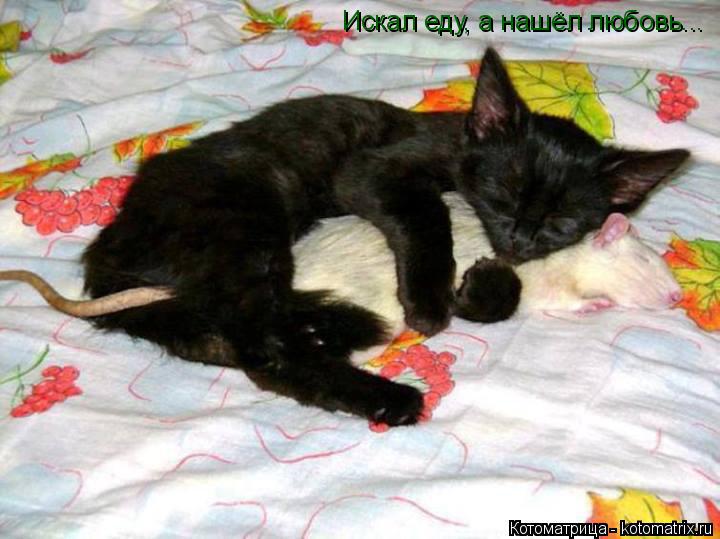 Котоматрица: Искал еду, а нашёл любовь...