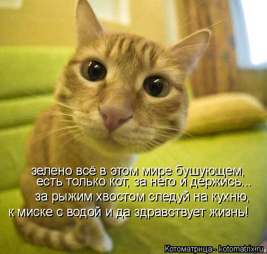 Котоматрица: зелено всё в этом мире бушующем, есть только кот, за него и держись... за рыжим хвостом следуй на кухню, к миске с водой и да здравствует жизнь!