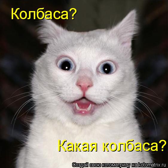 Котоматрица: Колбаса?  Какая колбаса?