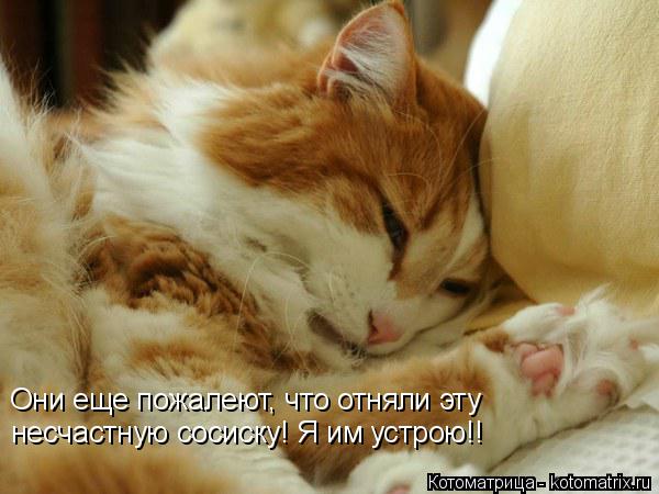 Котоматрица: Они еще пожалеют, что отняли эту несчастную сосиску! Я им устрою!!