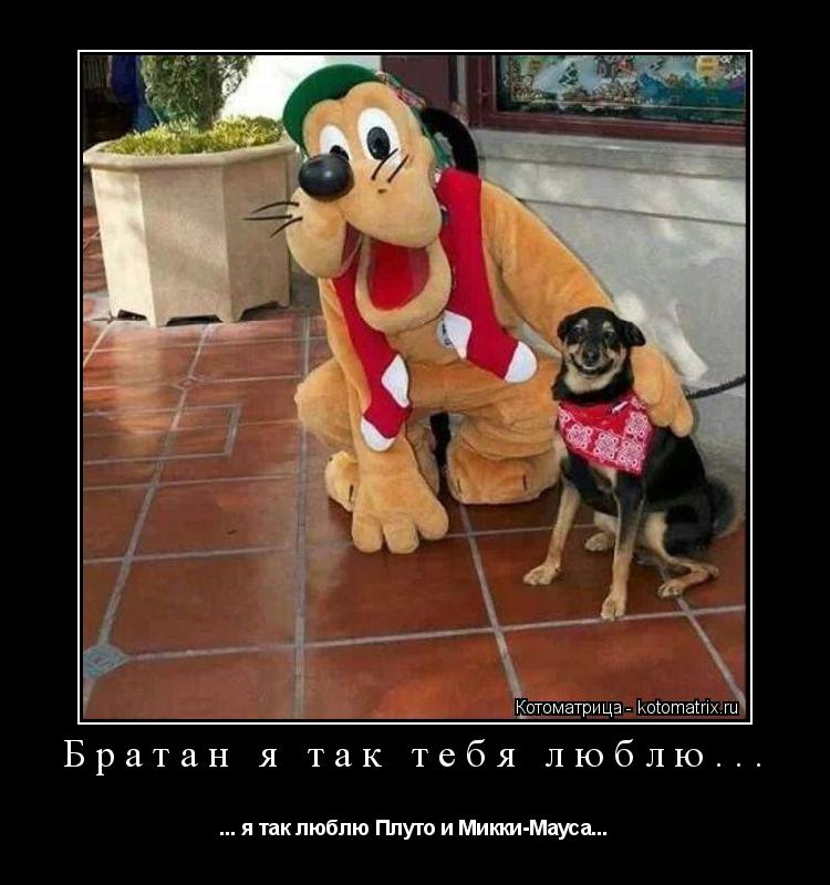 Котоматрица: Братан я так тебя люблю... ... я так люблю Плуто и Микки-Мауса...