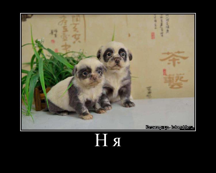 Котоматрица: Ня 