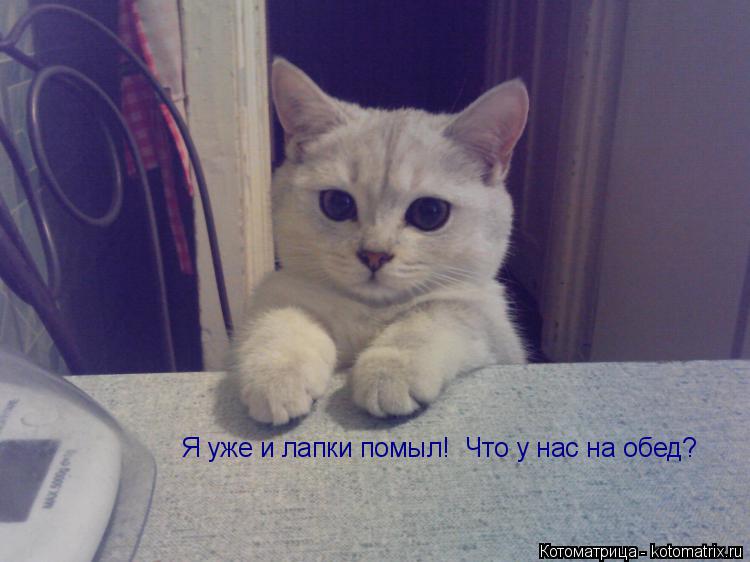 Котоматрица: Я уже и лапки помыл!  Что у нас на обед?