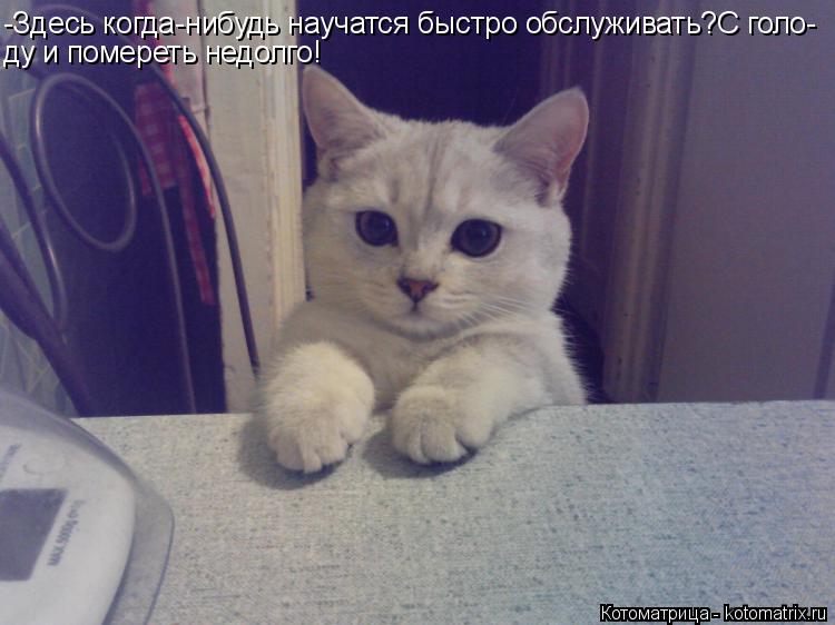 Котоматрица: -Здесь когда-нибудь научатся быстро обслуживать?С голо- ду и помереть недолго!