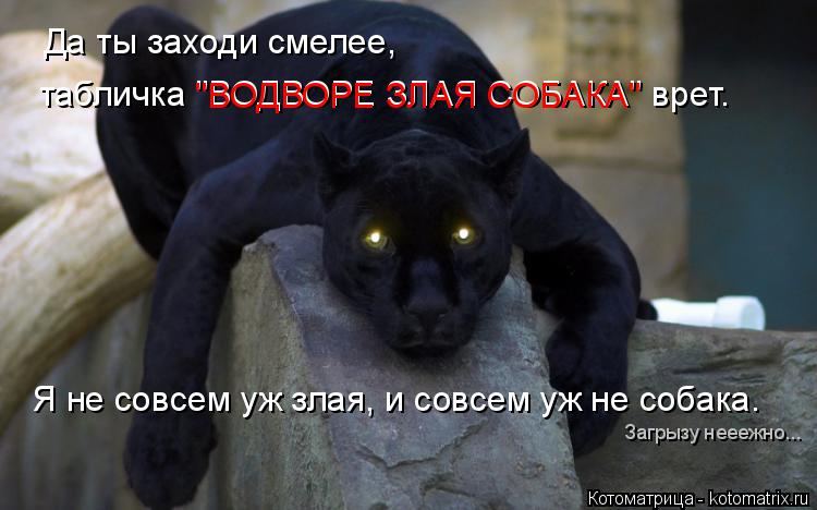 Котоматрица: Да ты заходи смелее,  табличка "ВОДВОРЕ ЗЛАЯ СОБАКА" врет. Я не совсем уж злая, и совсем уж не собака. "ВОДВОРЕ ЗЛАЯ СОБАКА" Загрызу нееежно...