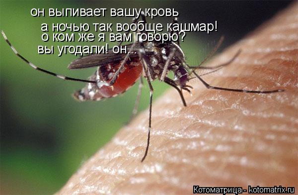 Котоматрица: он выпивает вашу кровь а ночью так вообще кашмар! о ком же я вам говорю? вы угодали! он...