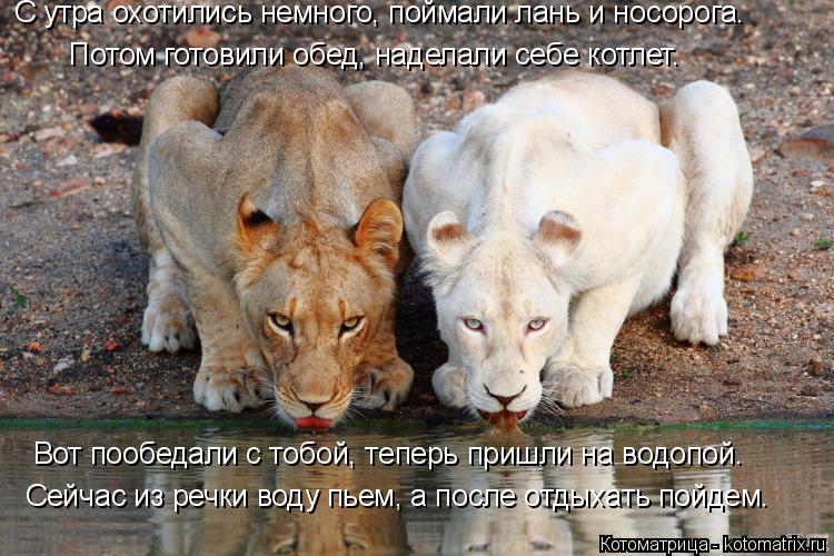 Котоматрица: Сейчас из речки воду пьем, а после отдыхать пойдем. Вот пообедали с тобой, теперь пришли на водопой. Потом готовили обед, наделали себе котле
