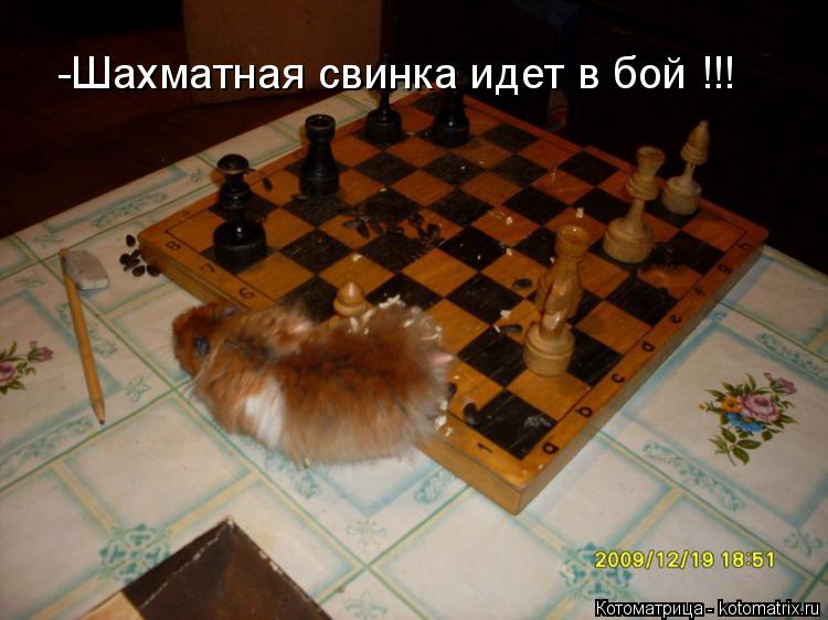 Котоматрица: -Шахматная свинка идет в бой !!!