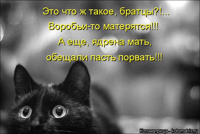 Котоматрица: Это что ж такое, братцы?!... Воробьи-то матерятся!!! А еще, ядрена мать, обещали пасть порвать!!!