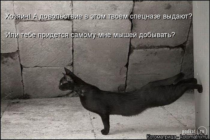 Котоматрица: Хозяин! А довольствие в этом твоем спецназе выдают? Или тебе придется самому мне мышей добывать?