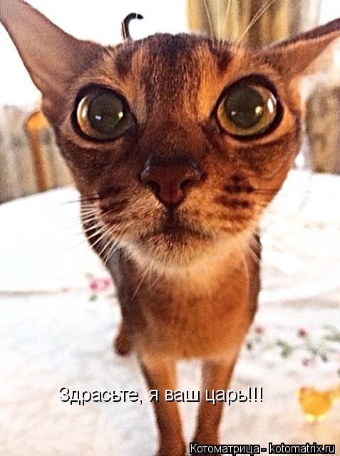 Здрасьте, я ваш царь!!!... Котоматрица: Здрасьте, я ваш царь!!!