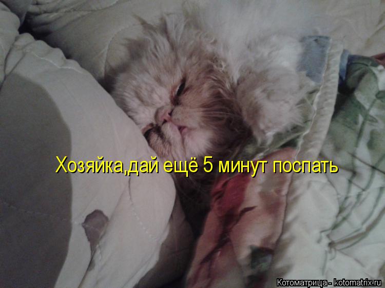 Котоматрица: Хозяйка,дай ещё 5 минут поспать