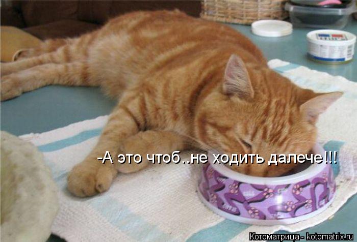 Котоматрица: -А это чтоб..не ходить далече!!!